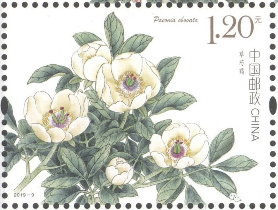 《芍药》特种邮票